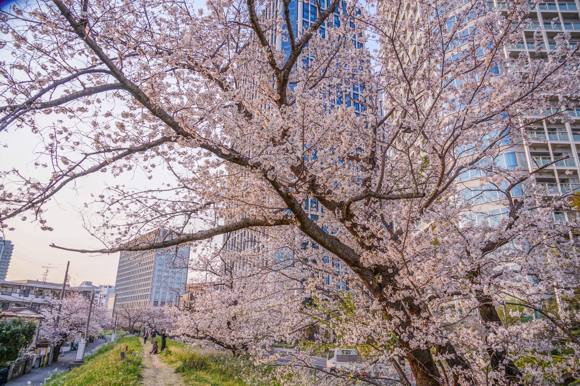 東京の隠れ家的分譲住宅エリアの魅力